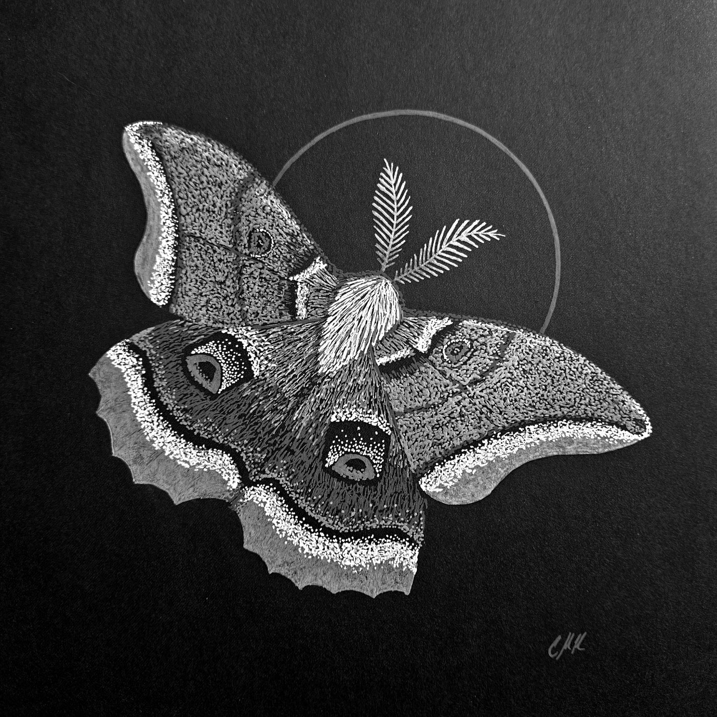 Polyphemus Moth Print