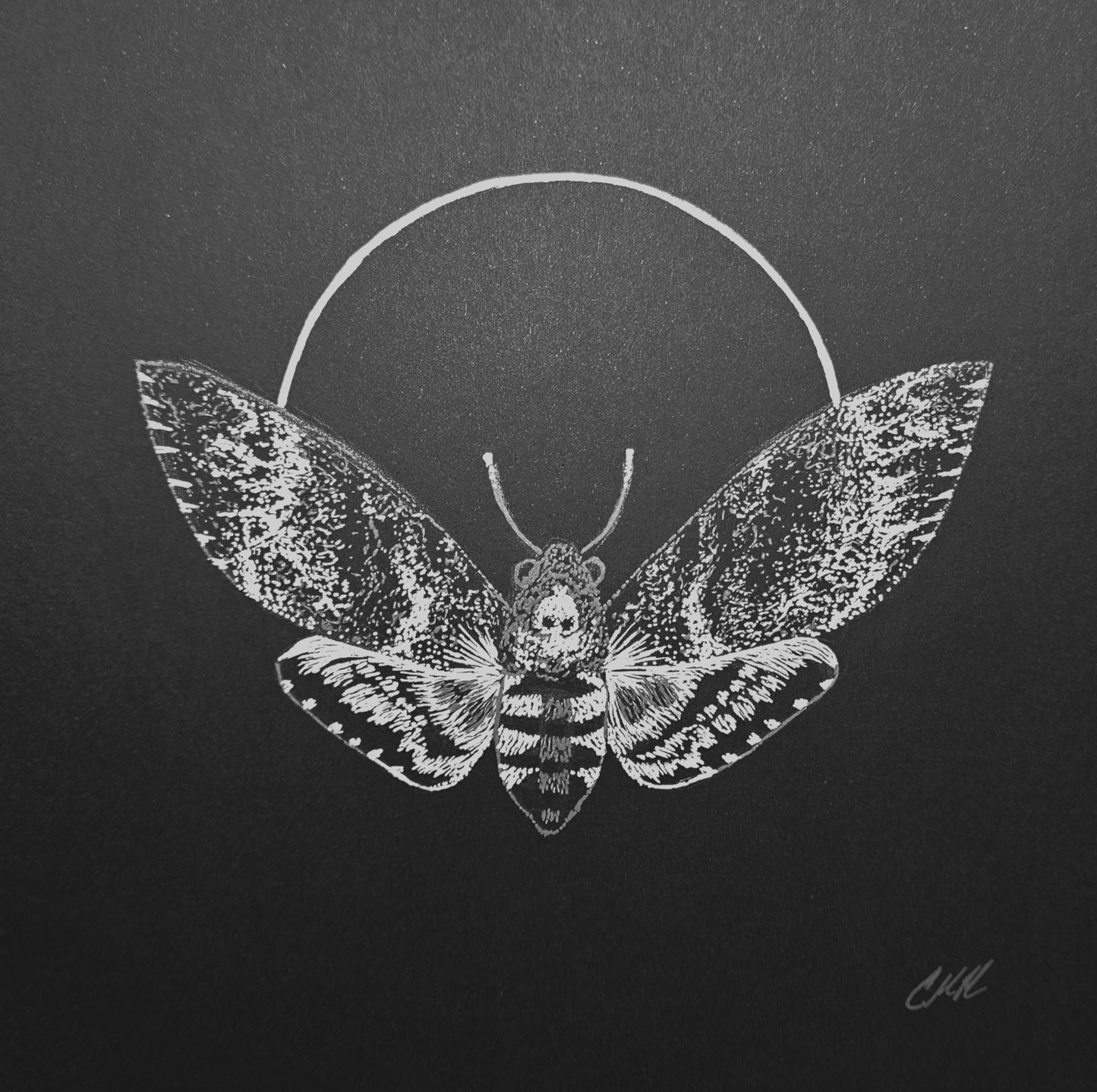 Death's-Head Hawkmoth