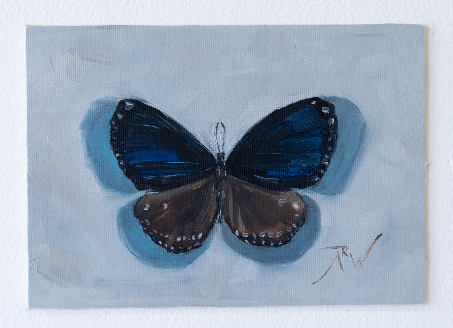 Blue and Black Butterfly