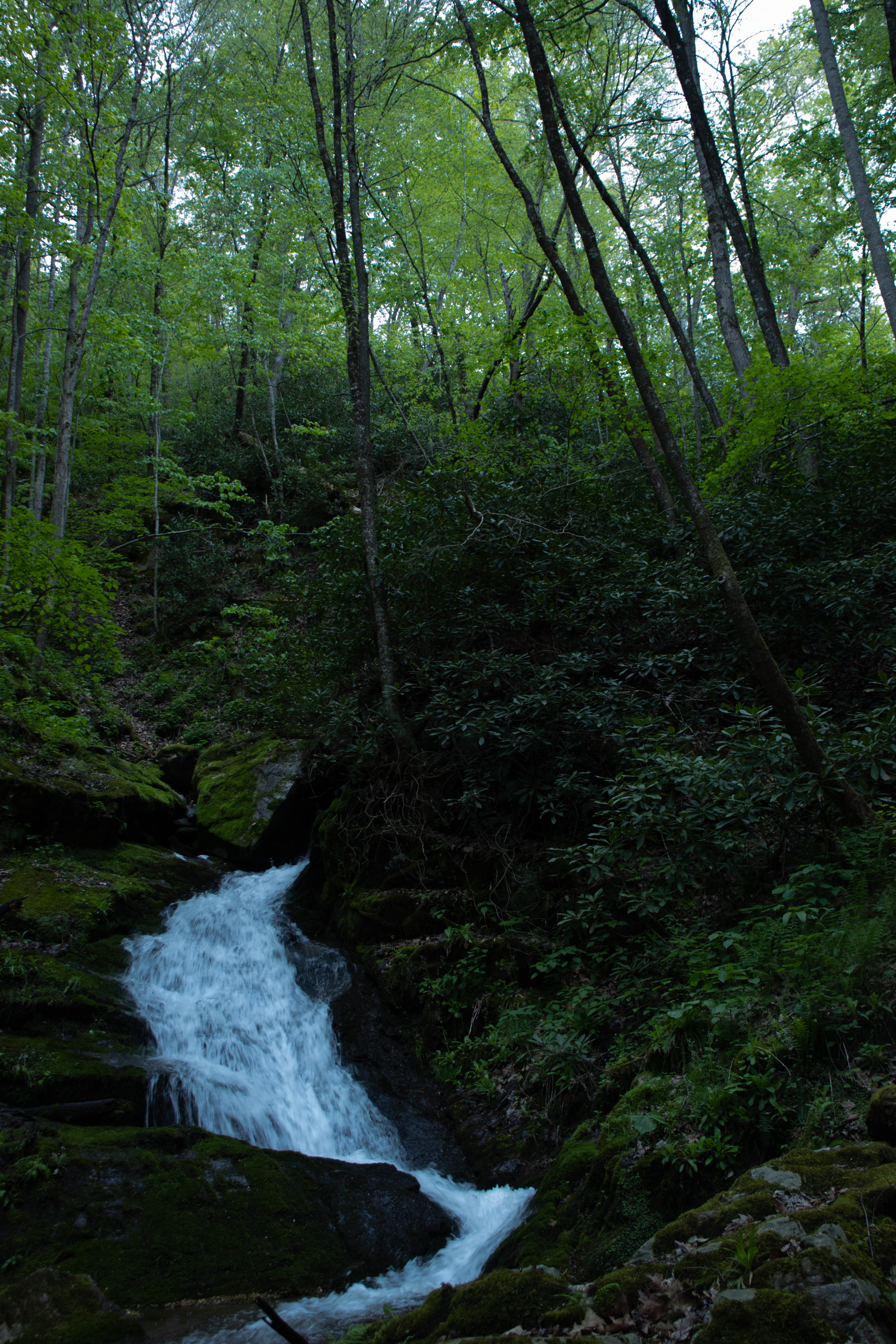 Virginia Jungle image 0