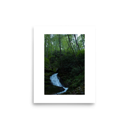 Virginia Jungle image 3