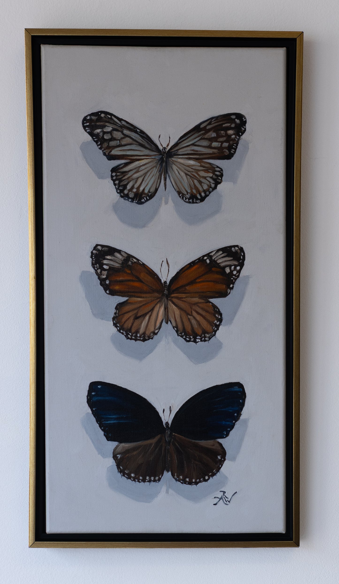 Butterfly Specimen