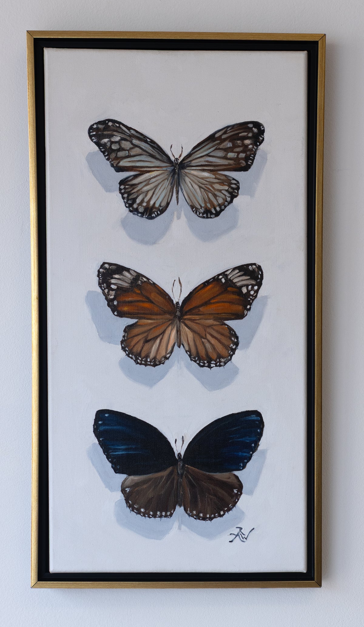 Butterfly Specimen by Anika Whittier