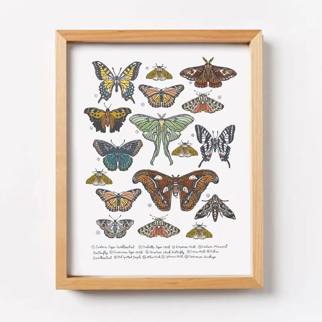 Butterfly & Moth Collection Wall Art Print