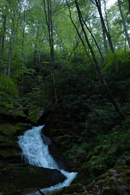 Virginia Jungle image 0